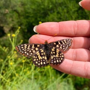 Meet your Posher, Olivia